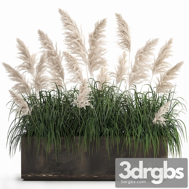 Bush White Pampas Grass In Street Rusty Metal Pot White Reed Cortaderia 1033 3dsmax Download - thumbnail 1