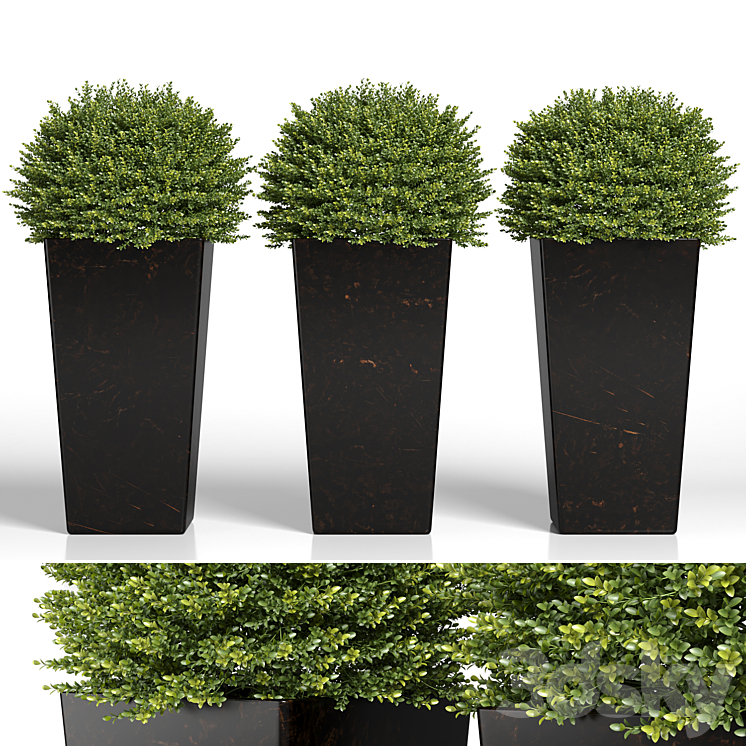 Buxus sempervirens in modern planters 3DS Max Model - thumbnail 3