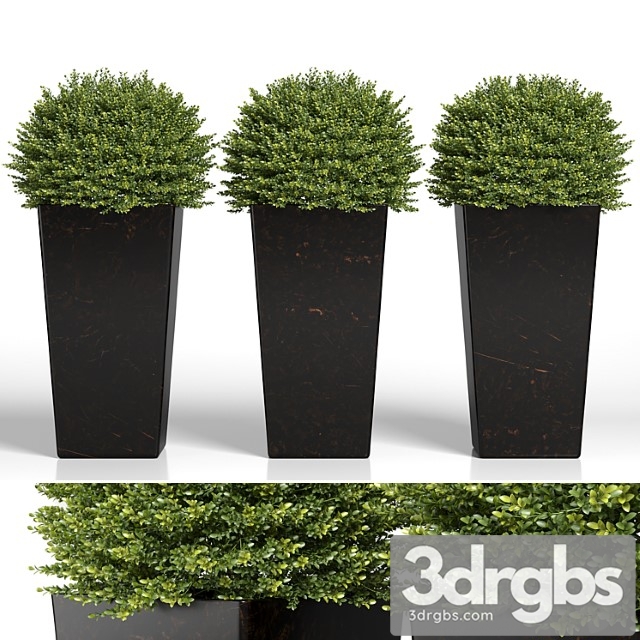 Buxus sempervirens in modern planters - thumbnail 1