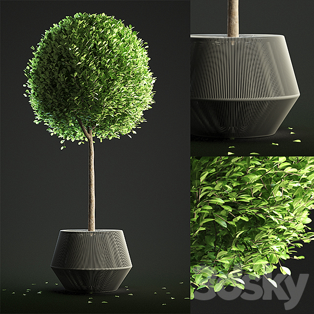 Buxus Sempervirens in Pot 3DSMax File - thumbnail 1