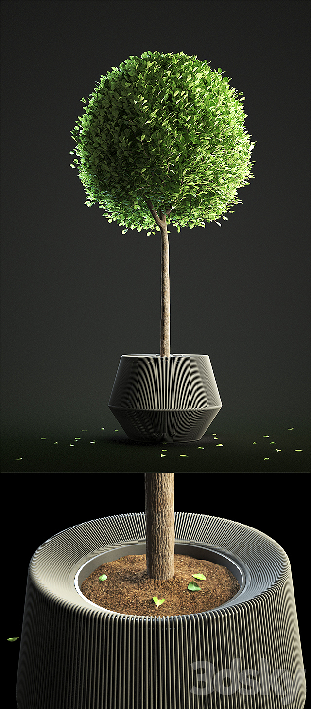 Buxus Sempervirens in Pot 3DSMax File - thumbnail 2