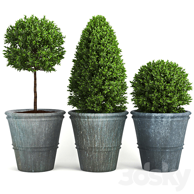 Buxus_two 3DSMax File - thumbnail 1