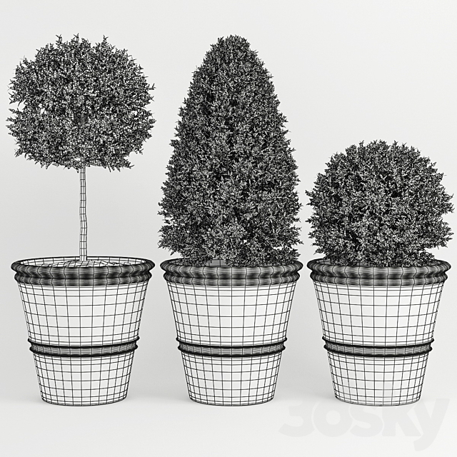 Buxus_two 3DSMax File - thumbnail 2