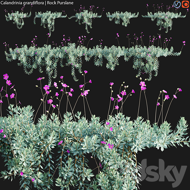 Calandrinia grandiflora – Rock Purslane – 02 3ds Max - thumbnail 2