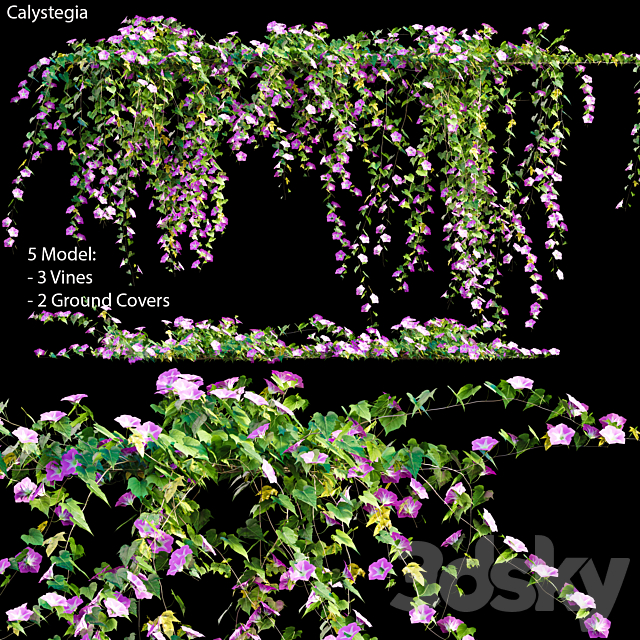 Calystegia # 2 3ds Max - thumbnail 1