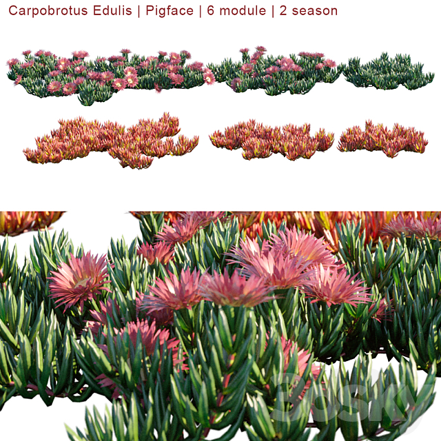 Carpobrotus Edulis | Pigface | 6 module | 2 season 3ds Max - thumbnail 1