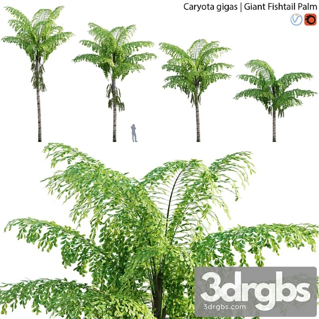 Caryota gigas – giant fishtail palm – caryota mitis – 01 - thumbnail 1