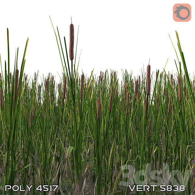 cattail 3ds Max - thumbnail 1