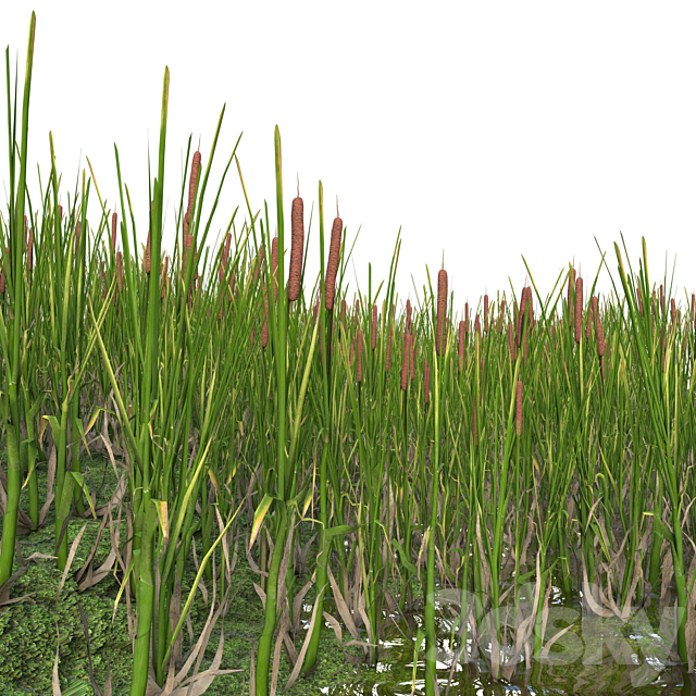 cattail 3ds Max - thumbnail 3