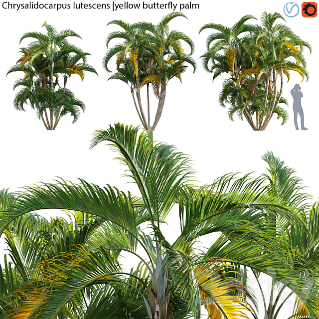 Chrysalidocarpus lutescens – yellow butterfly palm – 02 3ds Max - thumbnail 1