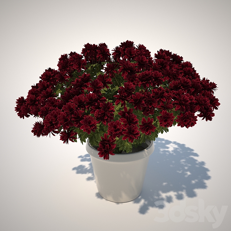 Chrysanthemum 3DS Max - thumbnail 1