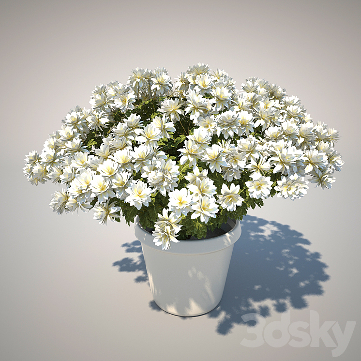 Chrysanthemum 3DS Max - thumbnail 2