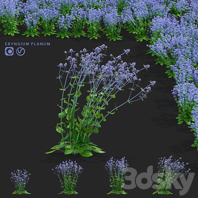 Cinegolovnik flat-leaved flowers | Eryngium planum 3ds Max - thumbnail 1