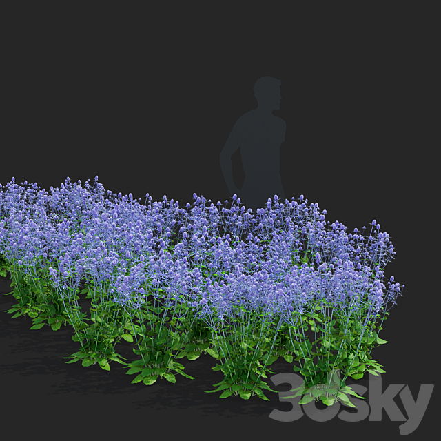 Cinegolovnik flat-leaved flowers | Eryngium planum 3ds Max - thumbnail 2