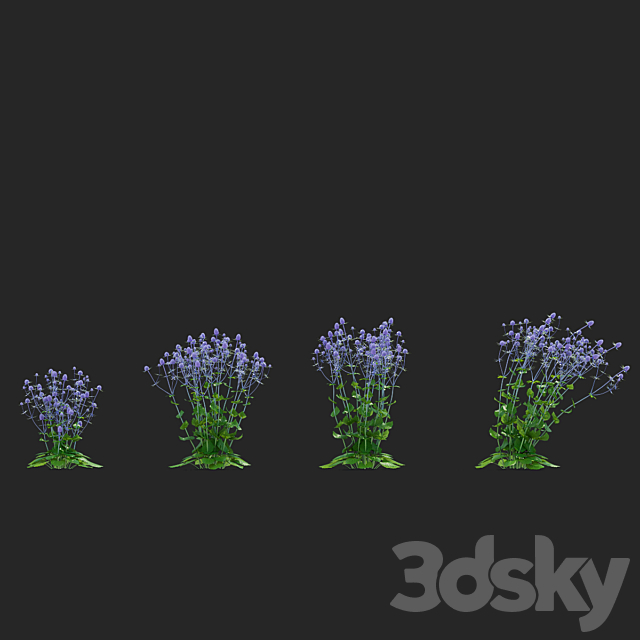 Cinegolovnik flat-leaved flowers | Eryngium planum 3ds Max - thumbnail 3