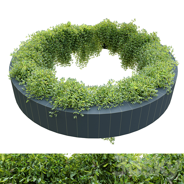 Circular shaped ivy 3DSMax File - thumbnail 4