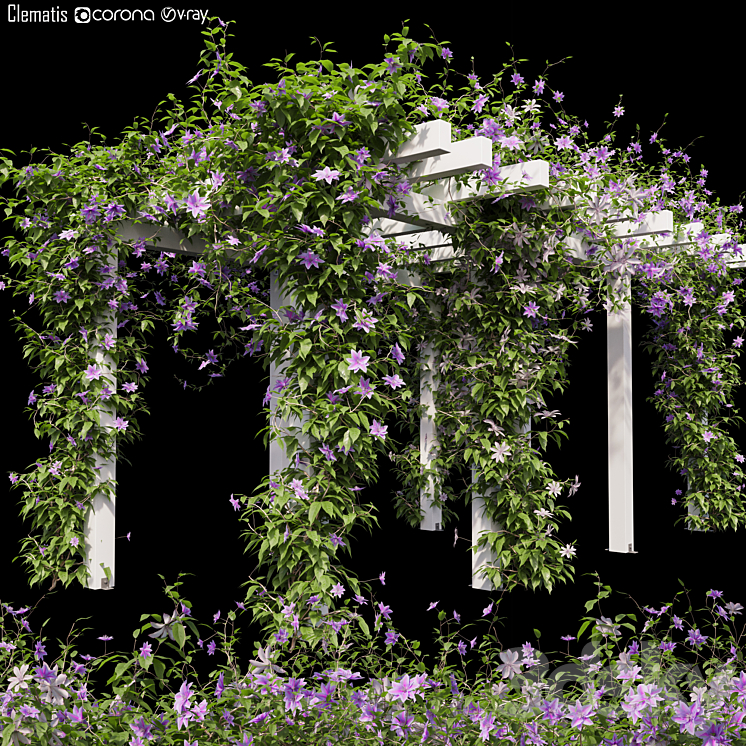 Clematis 03 3DS Max - thumbnail 1