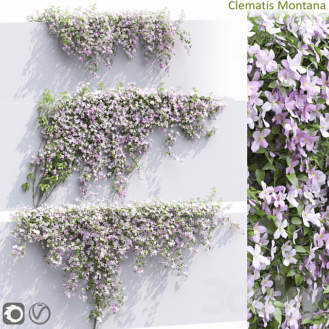 Clematis Montana # 1 3ds Max - thumbnail 1