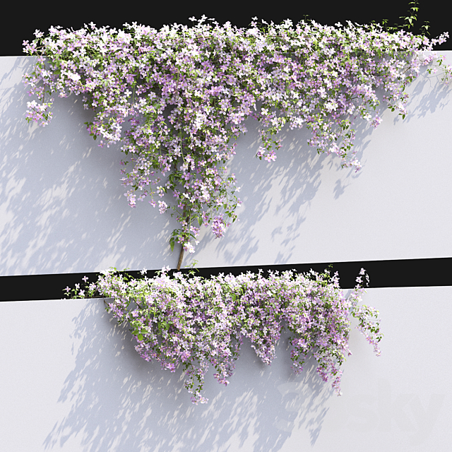 Clematis Montana # 1 3ds Max - thumbnail 2