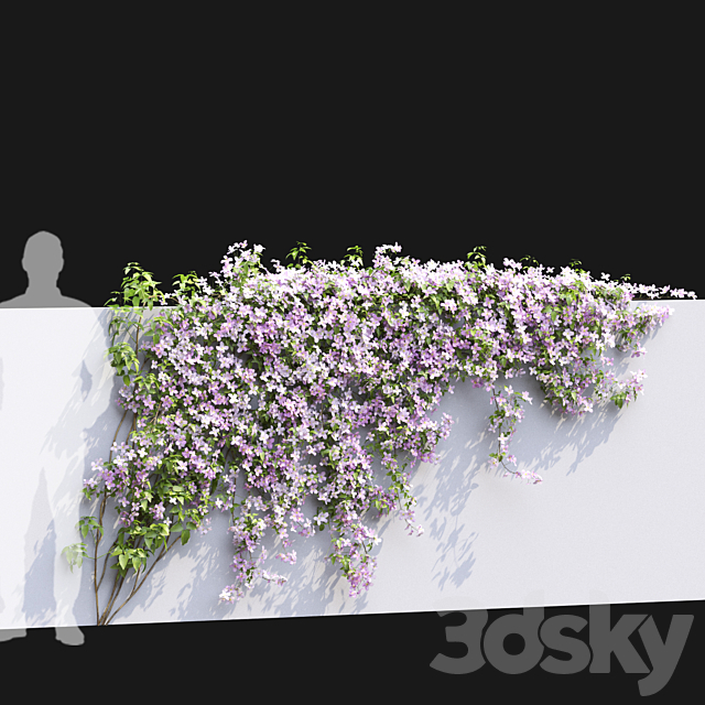 Clematis Montana # 1 3ds Max - thumbnail 3