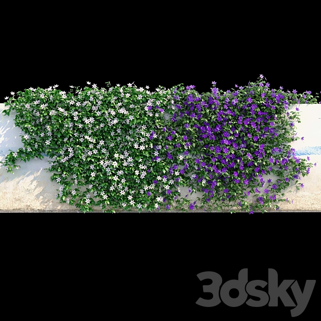 Clematis on the wall 3ds Max - thumbnail 1