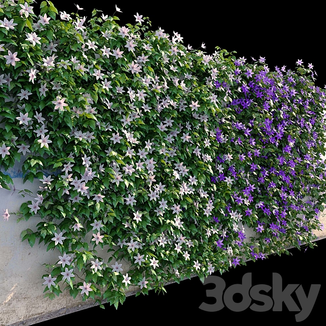 Clematis on the wall 3ds Max - thumbnail 2