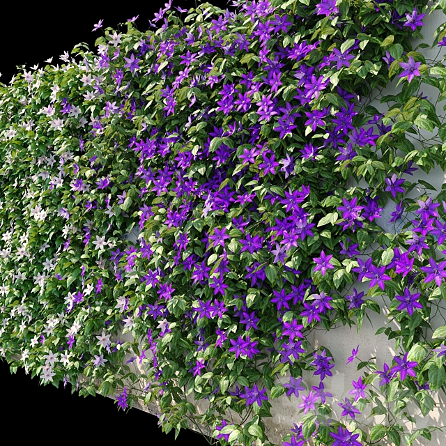 Clematis on the wall 3ds Max - thumbnail 3