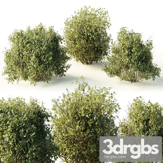 Collection Mixed Plants Bush Shrubs Set 04 3dsmax Download - thumbnail 1