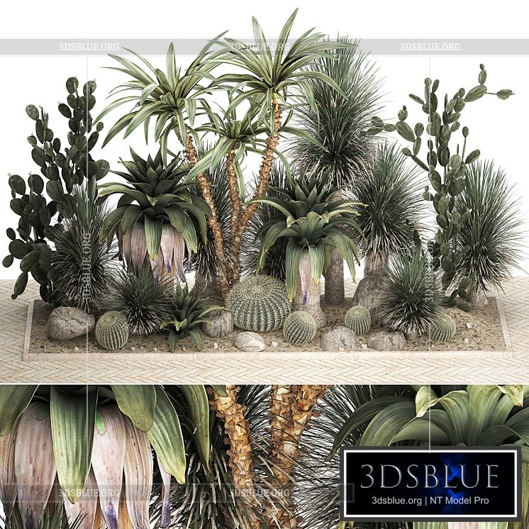 Collection of desert plants from cacti Yucca and prickly pear carnegie Dracaena thickets botanical garden. 1108. 3DS Max - thumbnail 3