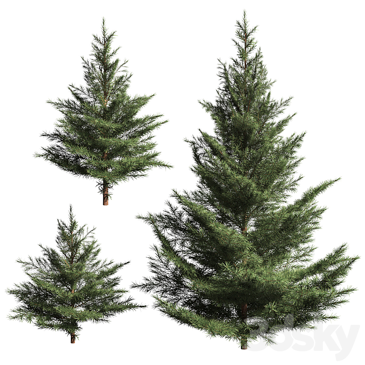 Collection of firs. 3 models 3DS Max Model - thumbnail 1