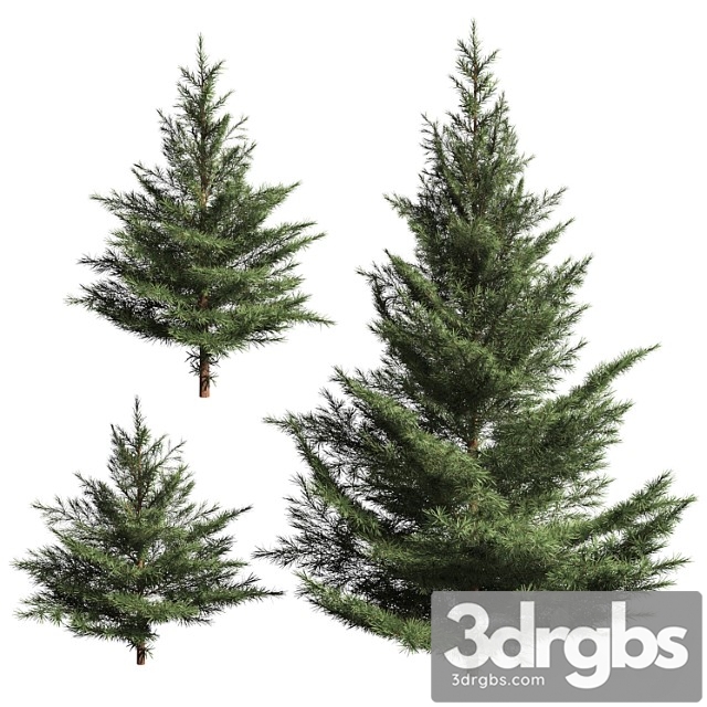 Collection of firs. 3 models - thumbnail 1