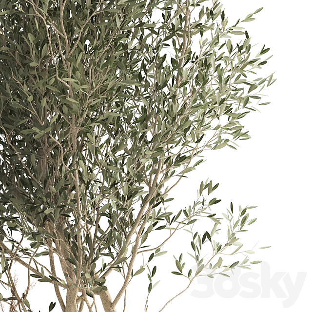 Collection of outdoor metal potted plants with olive tree bushes vine. Set 974. 3ds Max - thumbnail 3