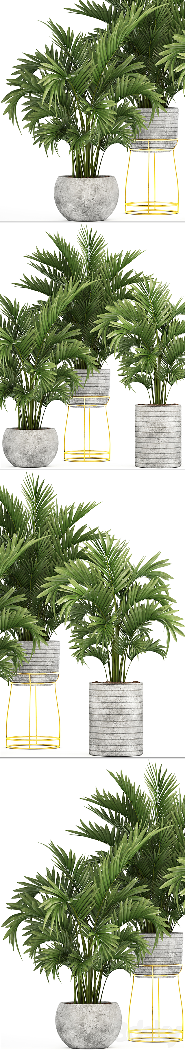 Collection of plants 125. Howea Decorative palm tree howea kentia pot concrete flowerpot indoor 3DS Max Model - thumbnail 2