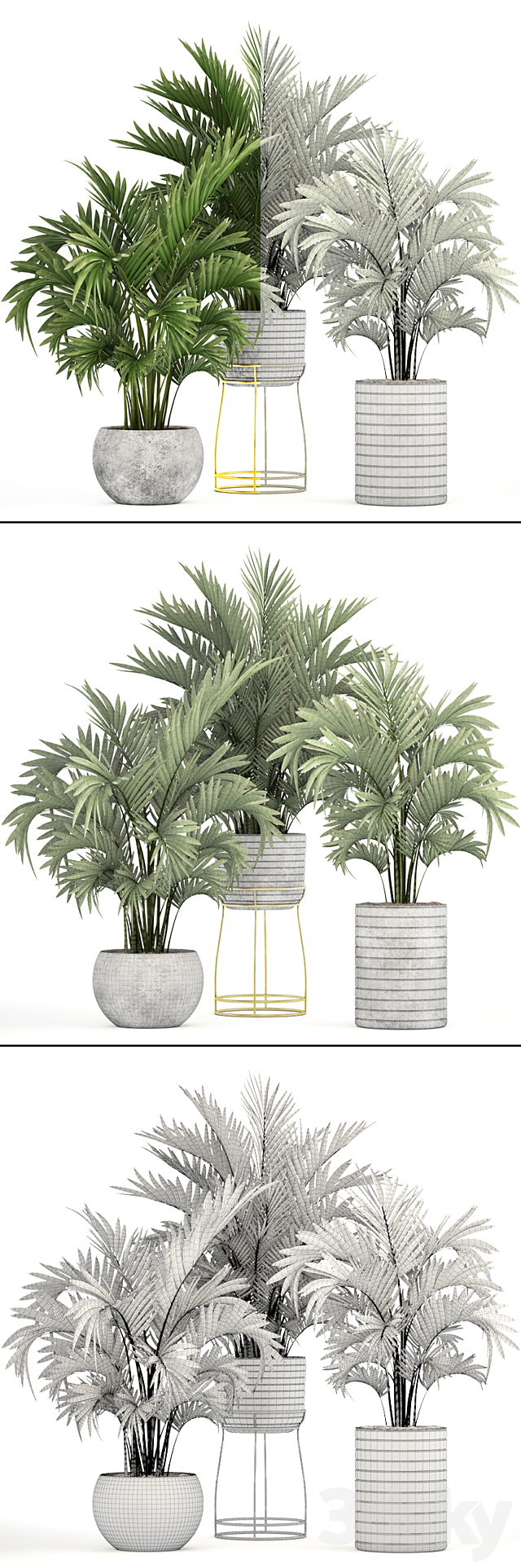 Collection of plants 125. Howea Decorative palm tree howea kentia pot concrete flowerpot indoor 3DS Max Model - thumbnail 3