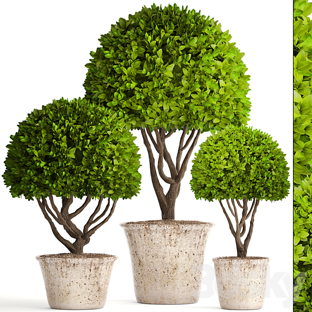 Collection of plants 126. Boxwood topiary. topiary. garden trees. garden plants. pot. outdoor flowerpot. bush. small tree 3DSMax File - thumbnail 1