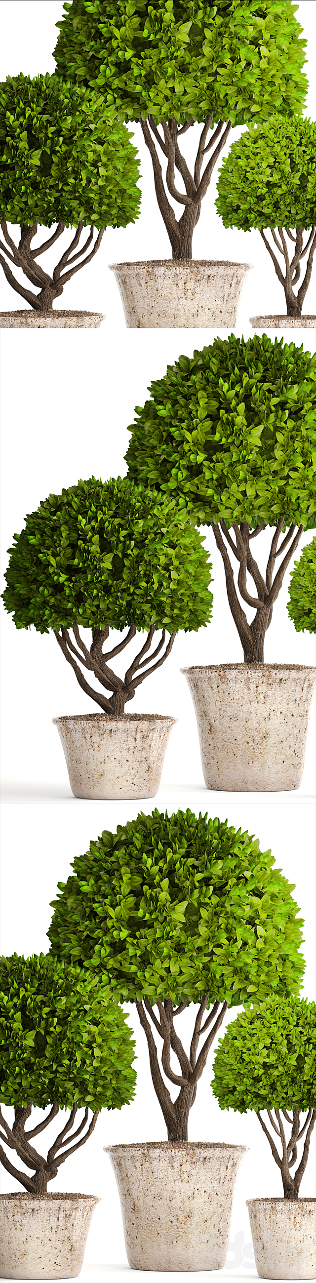 Collection of plants 126. Boxwood topiary. topiary. garden trees. garden plants. pot. outdoor flowerpot. bush. small tree 3DSMax File - thumbnail 2