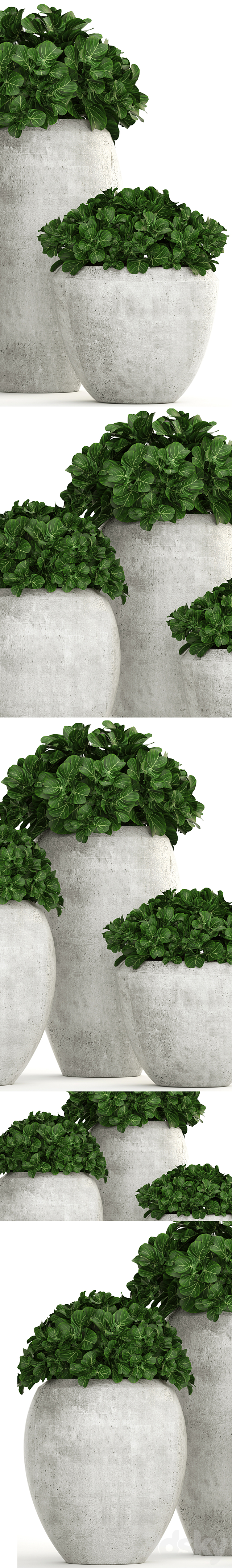 Collection of plants 146. Bush bushes garden plants concrete pot flowerpot outdoor decorative 3DS Max Model - thumbnail 2