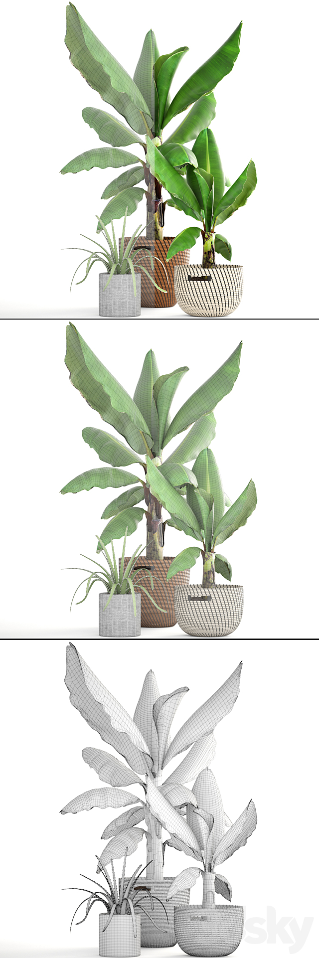 Collection of plants 157. Banana palm basket rattan bush revenala decorative indoor outdoor 3ds Max - thumbnail 3