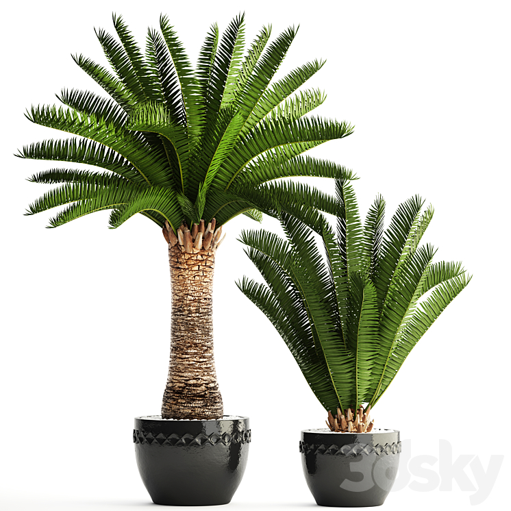 Collection of plants 69. Phoenix canariensis Canarian date Date palm outdoor pot flowerpot date 3DS Max - thumbnail 1