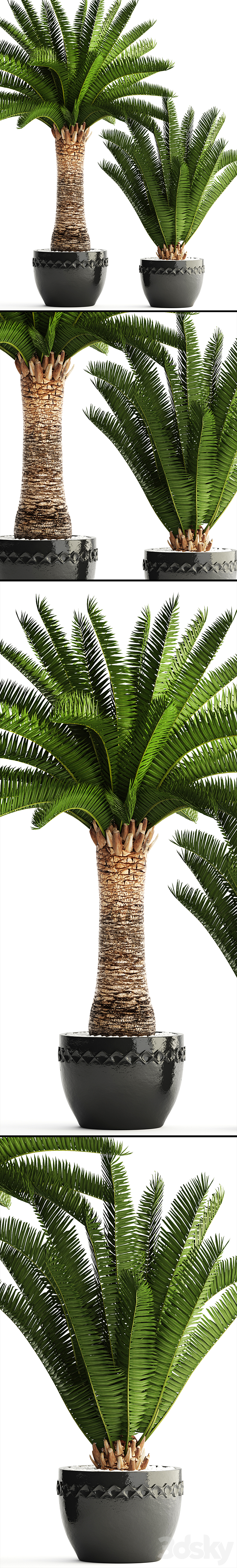 Collection of plants 69. Phoenix canariensis Canarian date Date palm outdoor pot flowerpot date 3DS Max - thumbnail 2