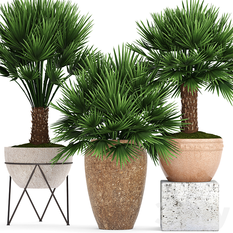 Collection of plants 70. Chamaerops Hamerops palm tree outdoor pot flowerpot concrete clinker clay decorative bush 3DS Max - thumbnail 1