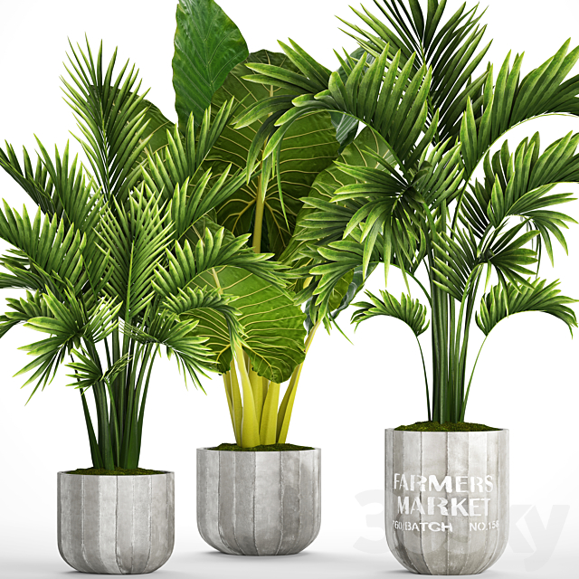 Collection of plants 92. Palm tree alocasia bushes howea concrete pot flowerpot tropical plants 3ds Max - thumbnail 1