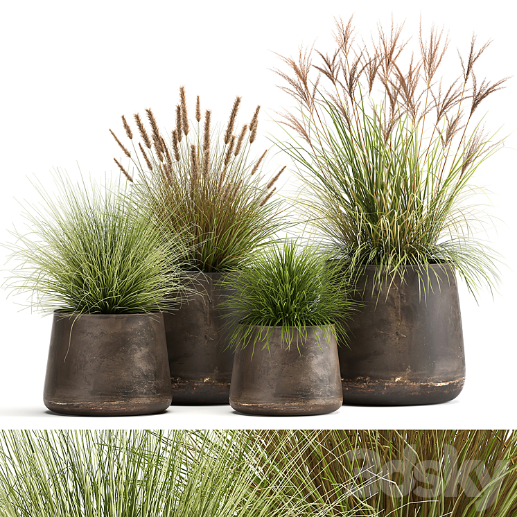 Collection of plants and bushes in rusty metal pots Reeds grass weinik. Set 988. 3DS Max - thumbnail 1