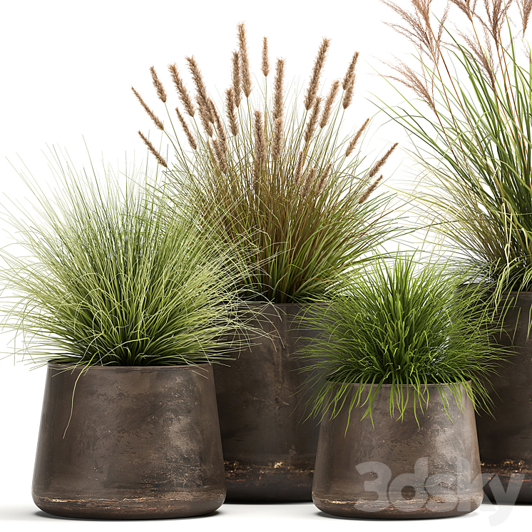 Collection of plants and bushes in rusty metal pots Reeds grass weinik. Set 988. 3DS Max - thumbnail 2