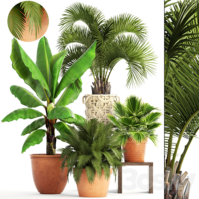 Collection of plants. Clay flowerpot flower pot white basket palm tree banana bush fan butia brachea outdoor landscaping 3ds Max - thumbnail 1