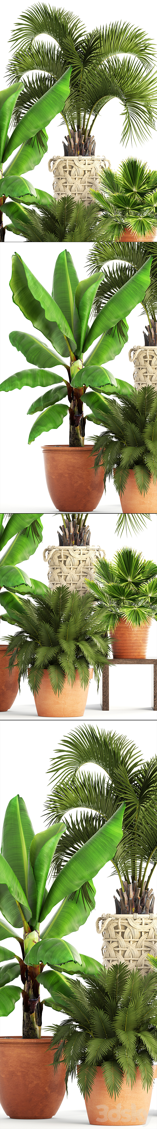 Collection of plants. Clay flowerpot flower pot white basket palm tree banana bush fan butia brachea outdoor landscaping 3ds Max - thumbnail 2