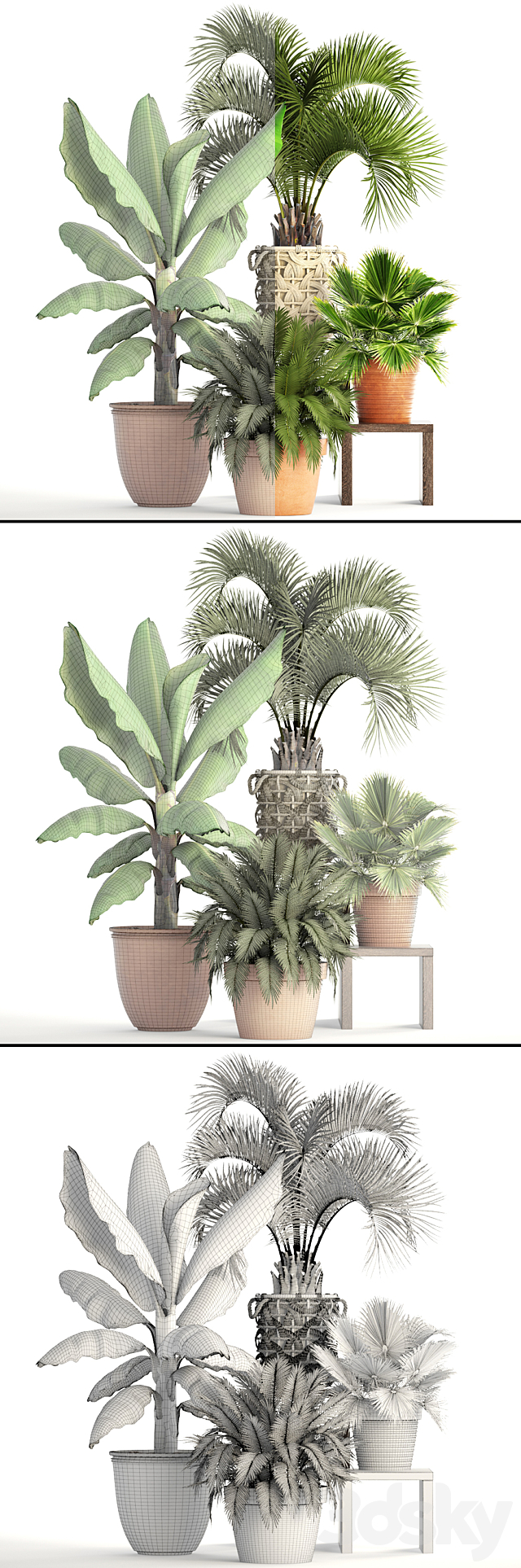 Collection of plants. Clay flowerpot flower pot white basket palm tree banana bush fan butia brachea outdoor landscaping 3ds Max - thumbnail 3