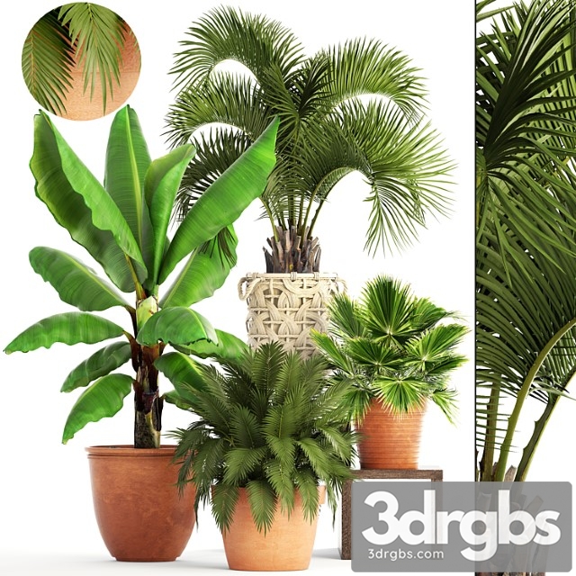 Collection of plants. clay flowerpot, flower, pot, white basket, palm tree, banana, bush, fan, butia, brachea, outdoor, landscaping - thumbnail 1