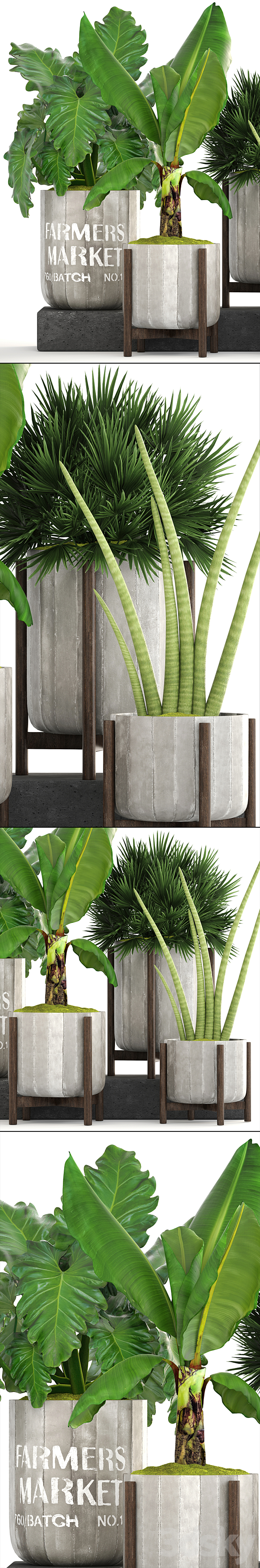 Collection of plants. Concrete pot flowerpot banana chamerops palm tree banana bush exotic plants outdoor 3ds Max - thumbnail 2