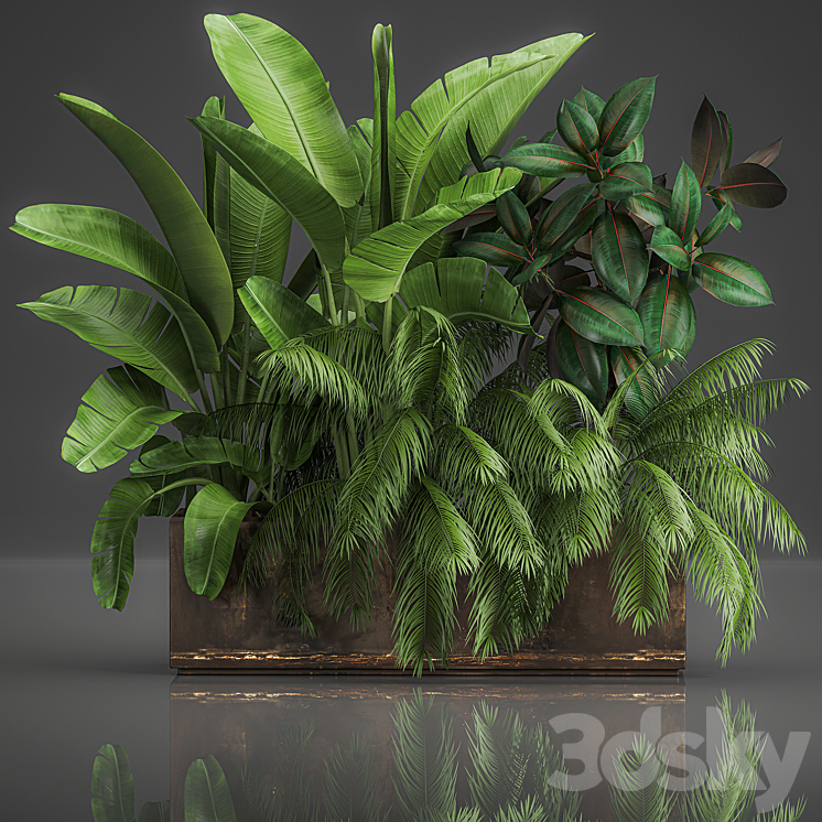 Collection of plants exotic thickets in a pot with strelitzia palm bushes ficus home garden. 1057. 3DS Max - thumbnail 1